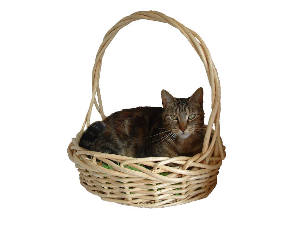 Create a Gift Basket for a Cat Lover!