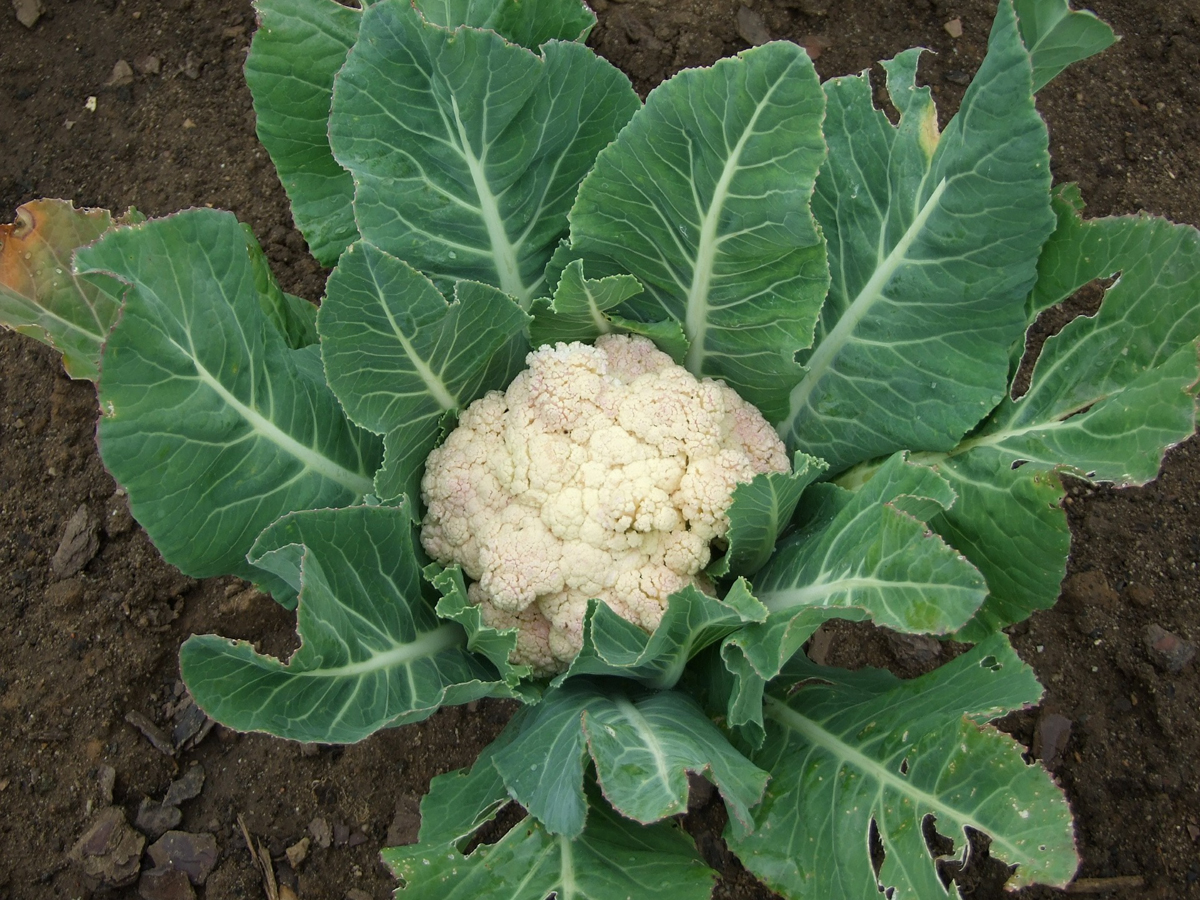 How to Grow Cauliflower – Things to Consider in Growing High Quality Cauliflower