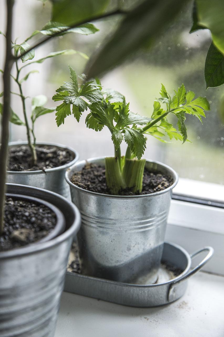 Indoor Gardening for Kids – Start in A Dish