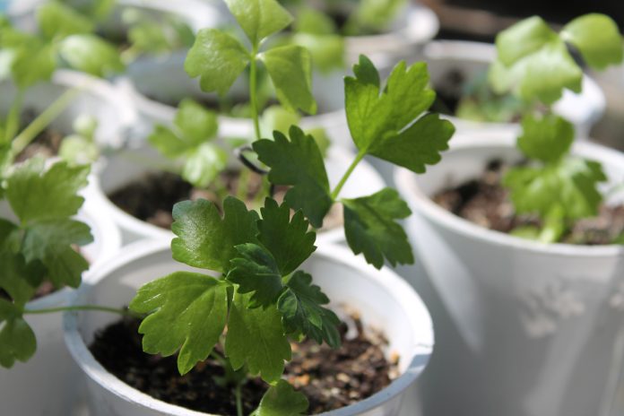 Practical Steps to Grow Celery Indoors