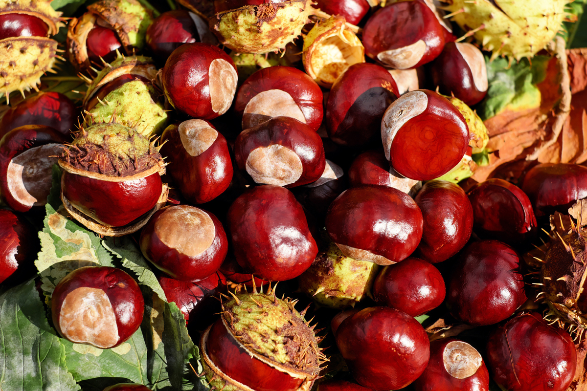 What is Horse Chestnut?