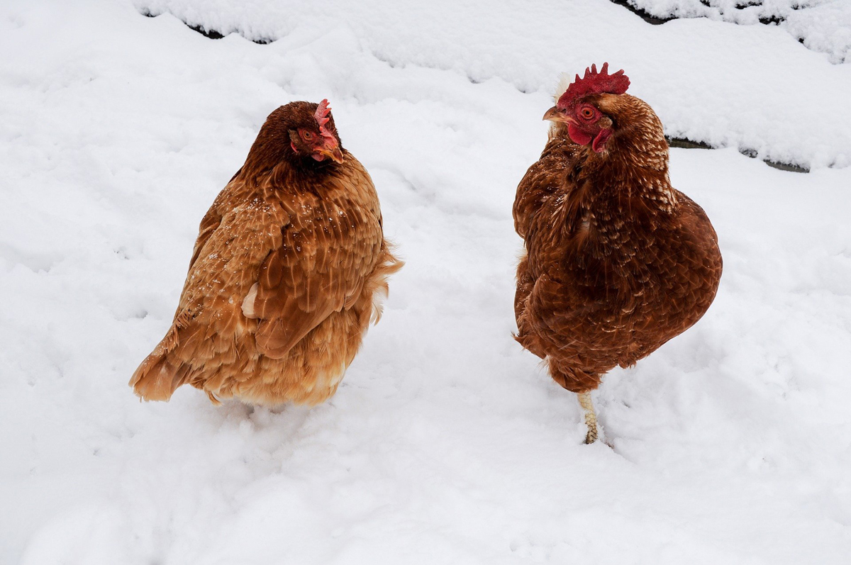 Keeping Your Chickens Tame Through Winter – 3 Easy Tips