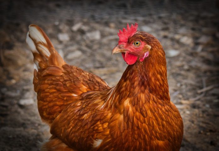 What Breed of Chicken is Best for The Backyard Chicken Coop