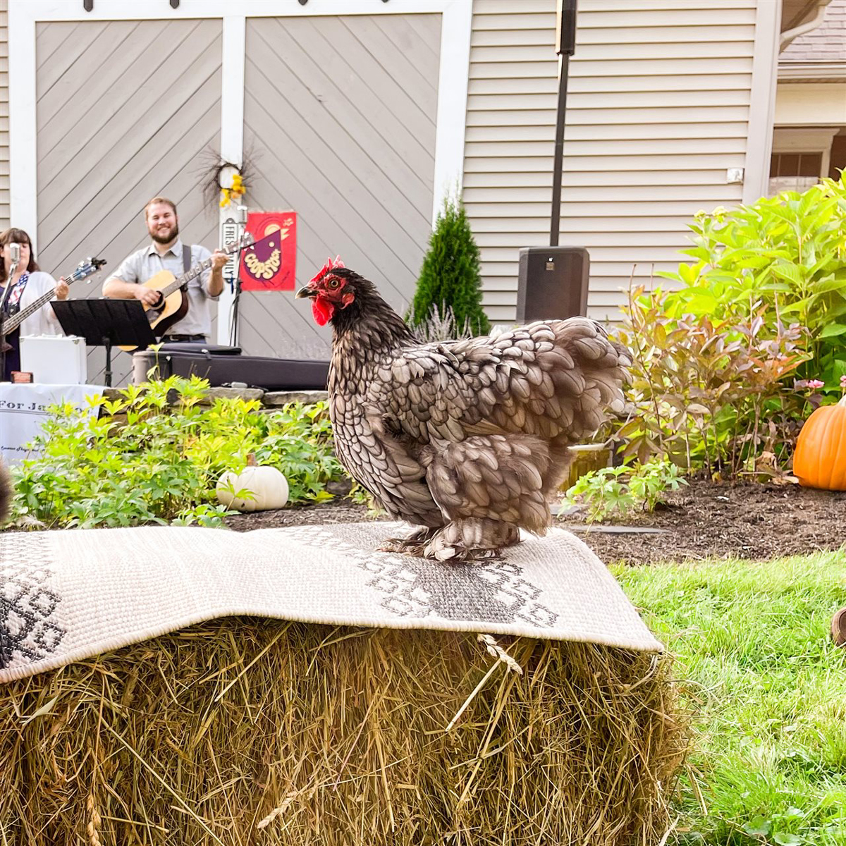 Did You Know Backyard Chickens Love Music and Games