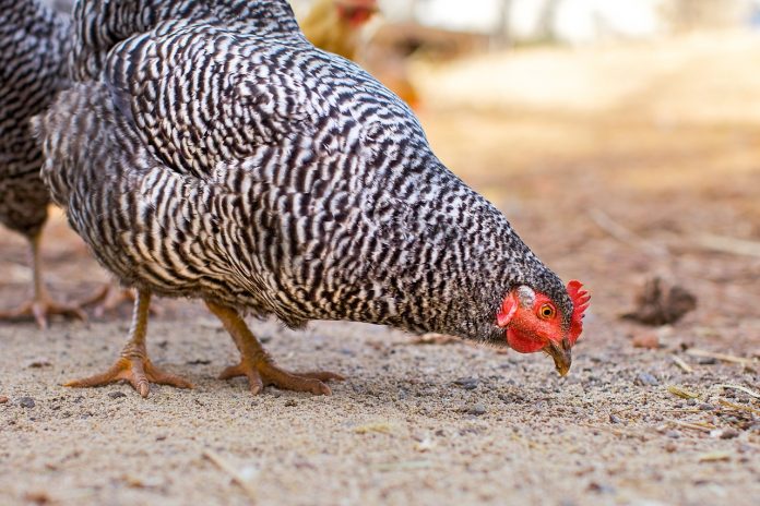Foraging Foods for Turkeys, Chickens, Ducks and Geese