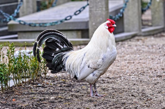 Treating Your Chickens for Lice and Mites