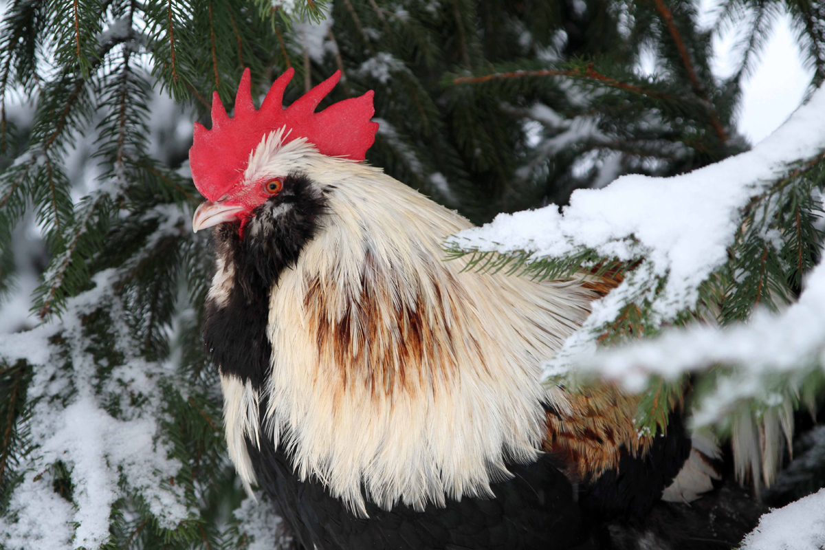 Chickens in Cold Weather