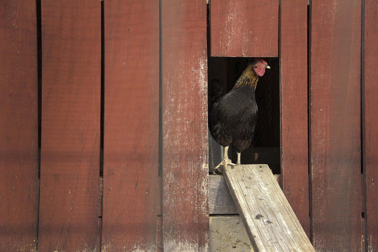 How Big Should Your Hen House Be For Your Chicken Flock?