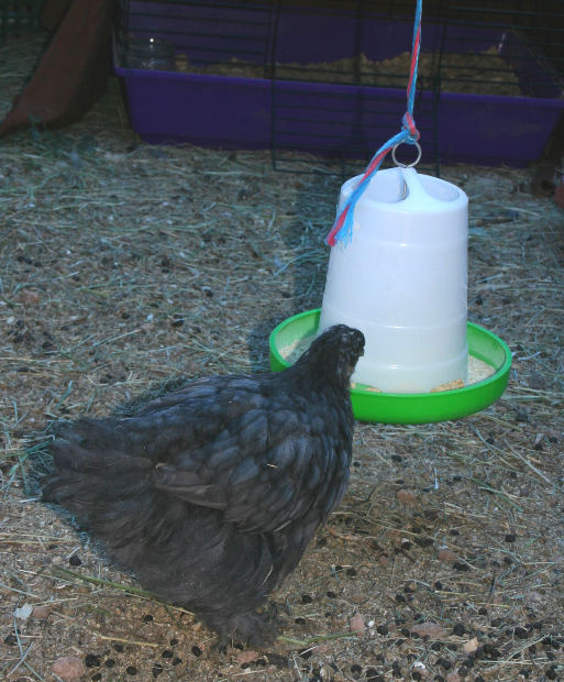 How to Keep Your Chicken Waterer from Freezing