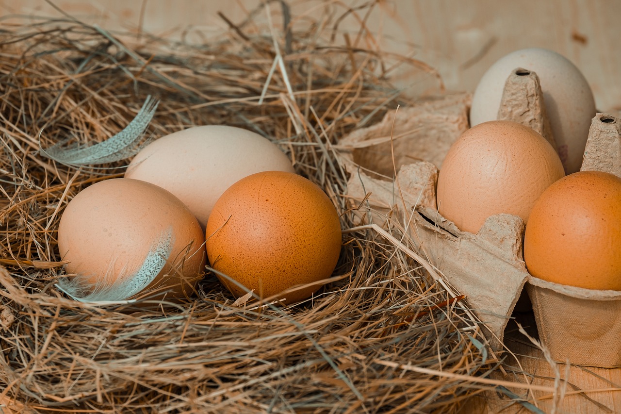 Feed Your Family by Raising Good Chicken Egg Layers