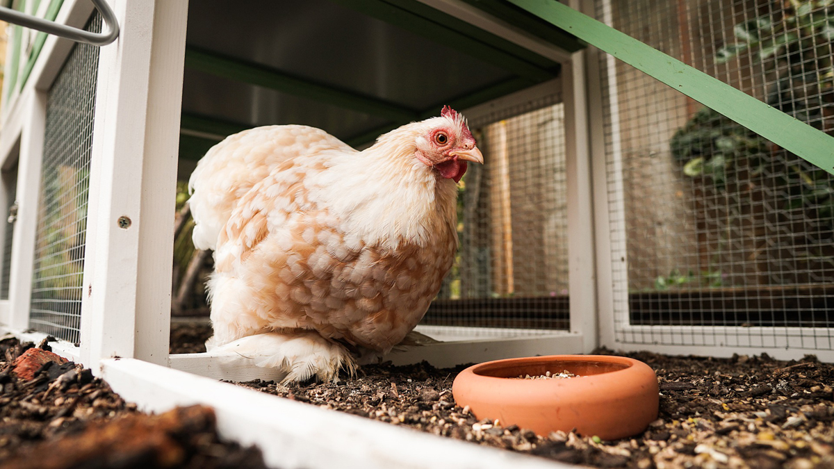 How Weather Affects Your Chicken Runs and Coops
