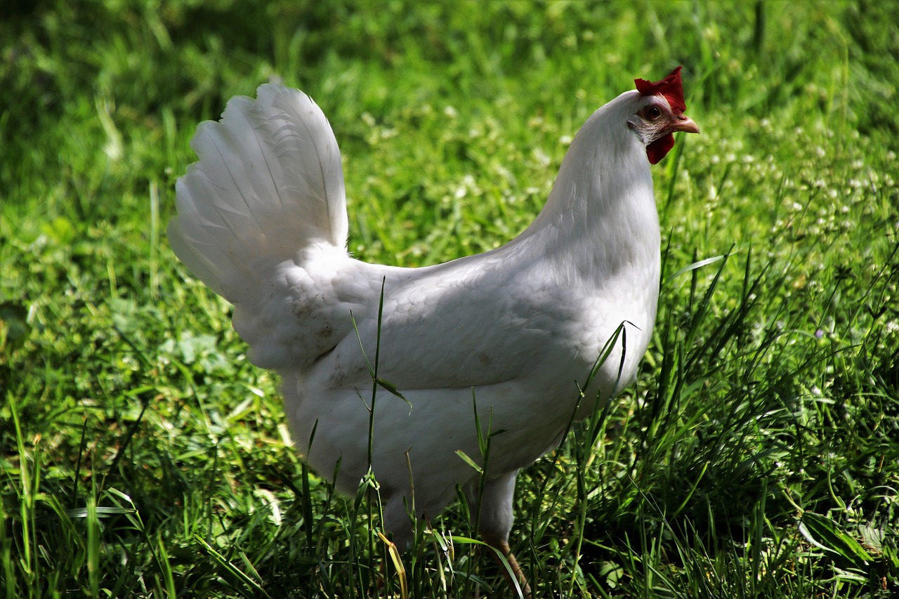 Chickens and The Home Vegetable Garden