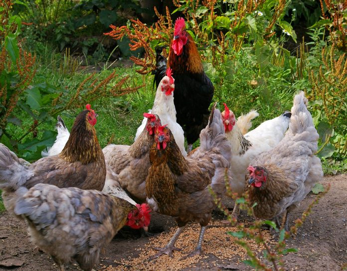 The Best Nutrition for Your Backyard Chickens