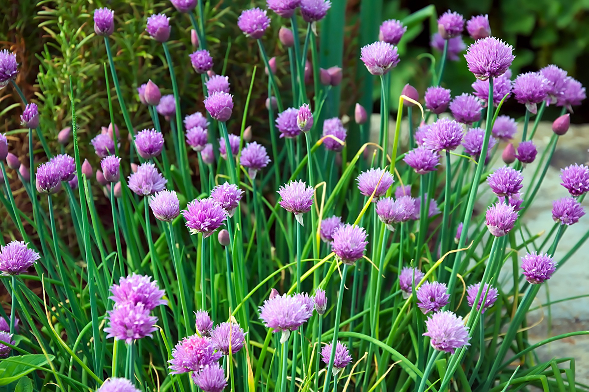 Growing and Preparing Common Garden Chives