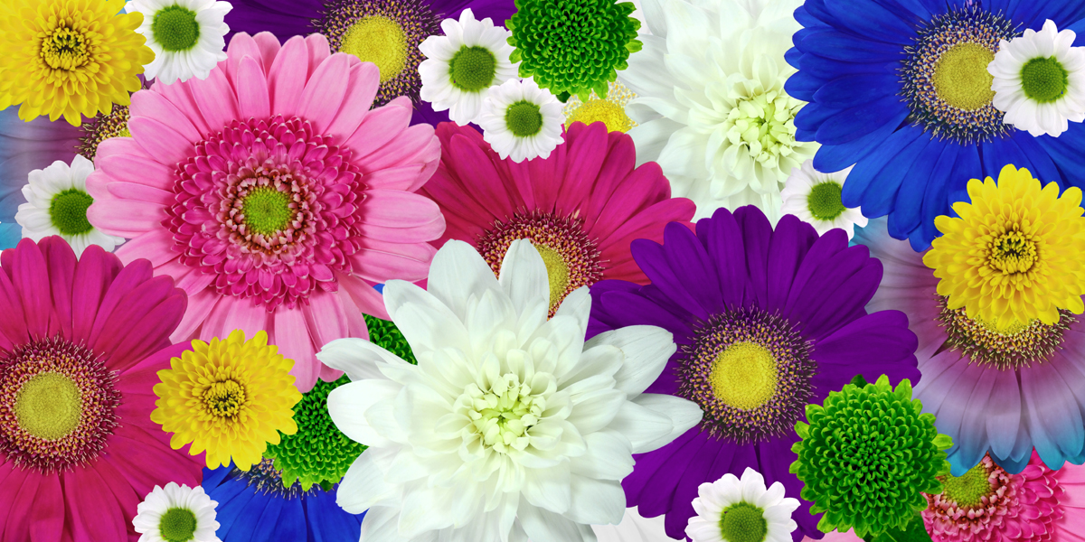 A Guide About Chrysanthemum Flower Types