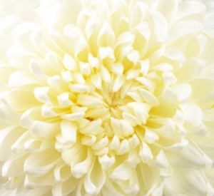 Ednometriosis and Flower Remedies – Garland Chrysanthemum