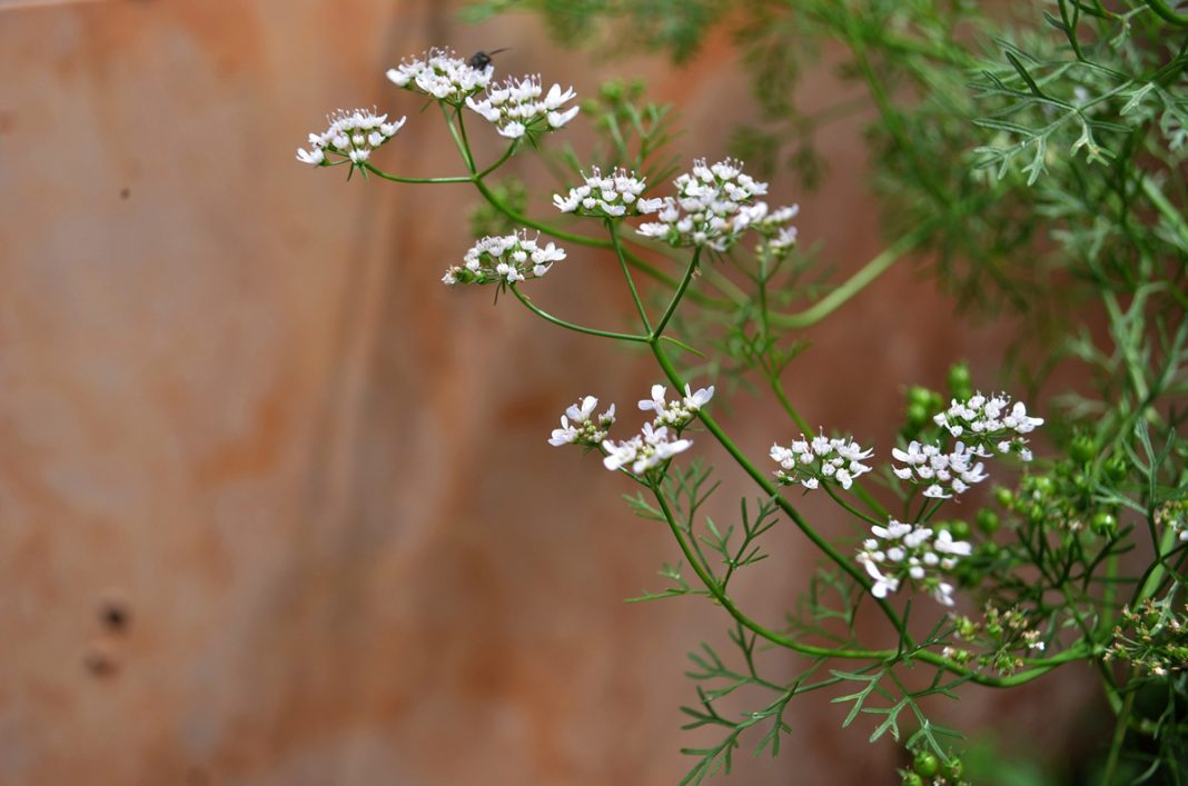 Does Your Cilantro Grow Flowers Too Quickly? Here's Why