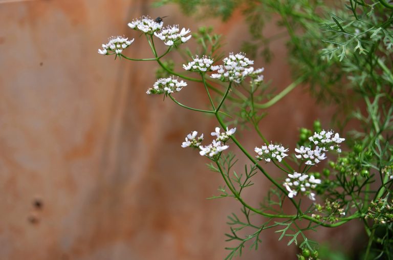 Does Your Cilantro Grow Flowers Too Quickly? Here's Why