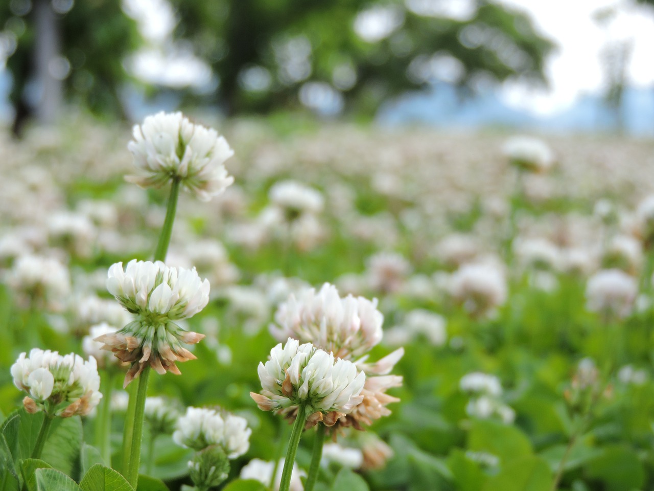 17 Cover Crops for Healthier and More Productive Soil
