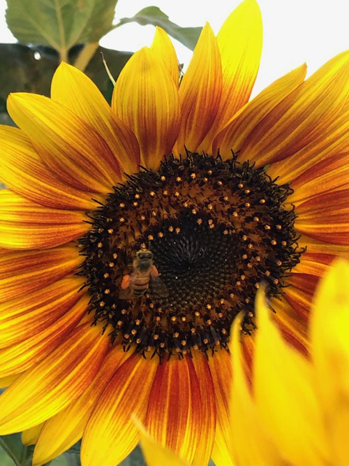 Honey Bees Love Sunflowers