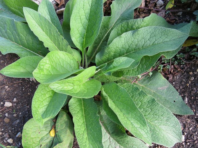 10 Tips for Organic Gardening Uses of Comfrey