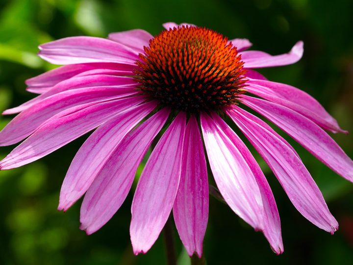 Echinacea: Over 250 Years of Medical Use