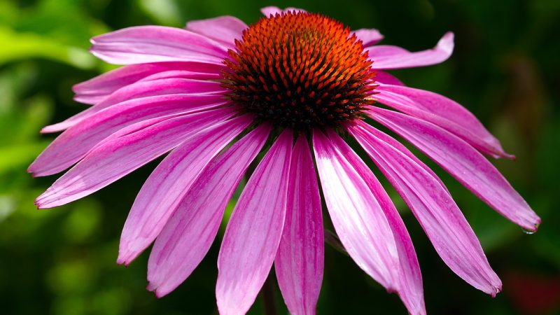 Echinacea: Over 250 Years of Medical Use