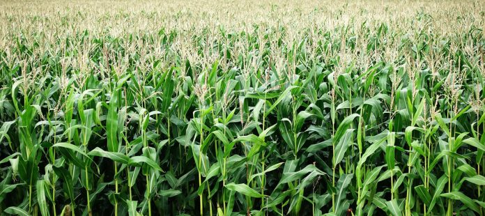 A Guide to Growing Corn