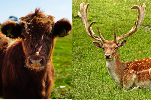 What Is The Difference Between Beef and Venison?