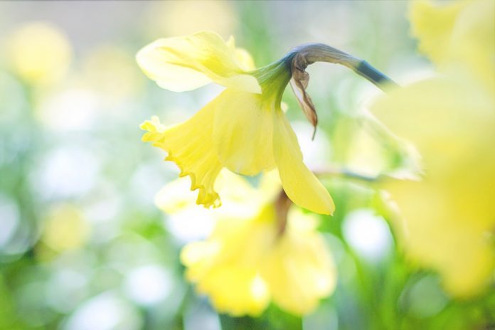 Spring into Action with These Beautiful March Plants