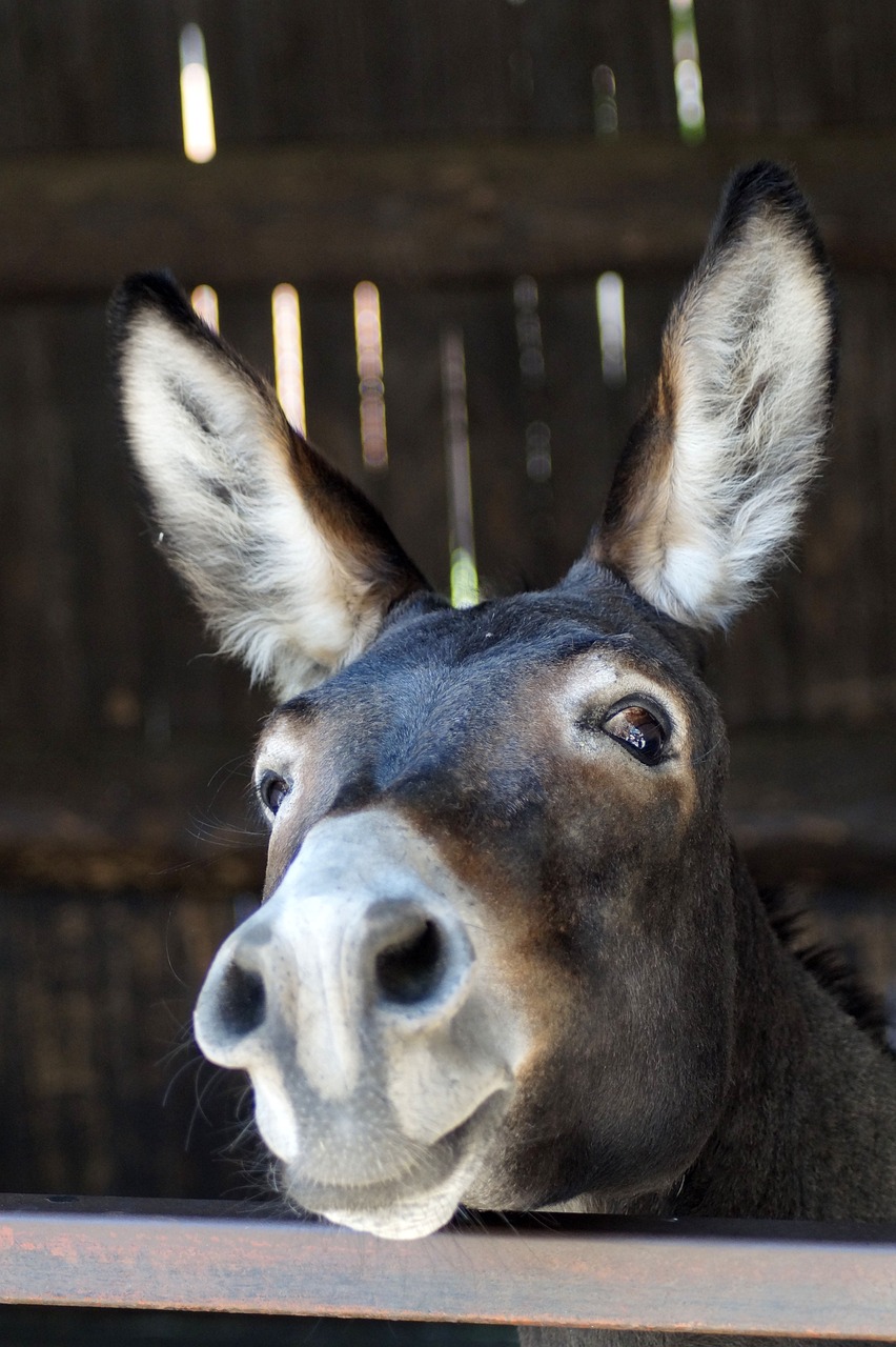 Homestead Helpers: Why You Should Consider Adding a Donkey to Your Farm