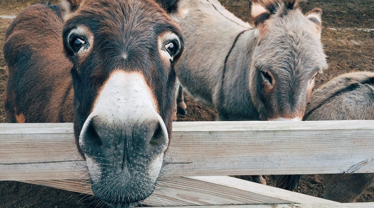 The Benefits of Keeping a Donkey on Your Homestead