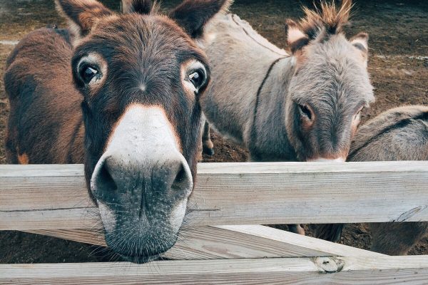 Homestead Helpers: Why You Should Consider Adding a Donkey to Your Farm