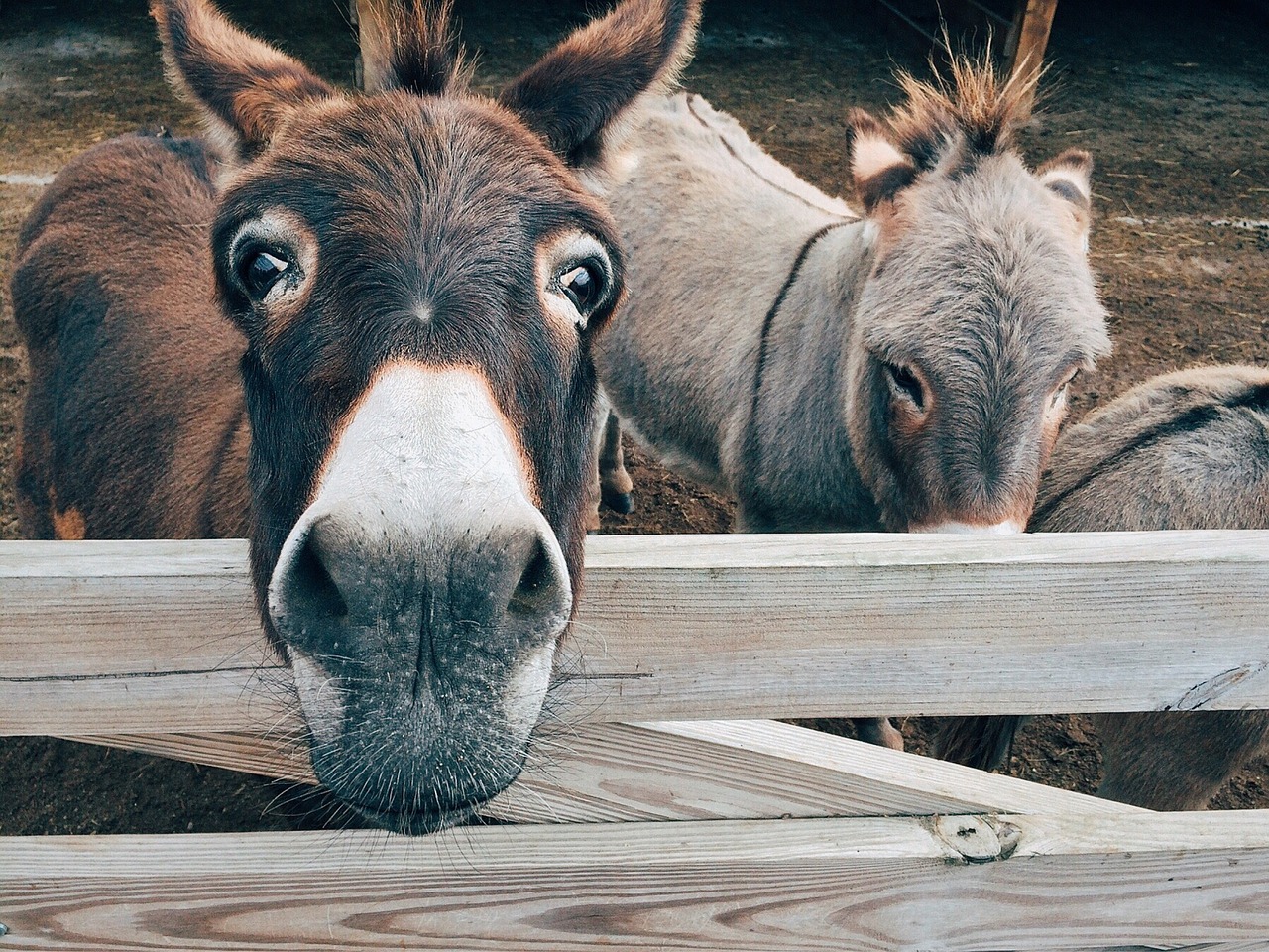 Homestead Helpers: Why You Should Consider Adding a Donkey to Your Farm