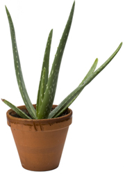 Aloe Vera Gel Recipe: How to Make It?