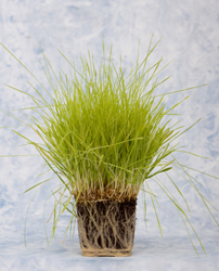 Make Your Own Wheatgrass and Living Bread