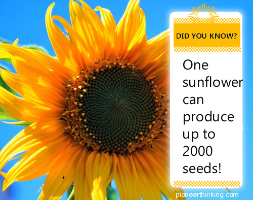Sunflower Fact