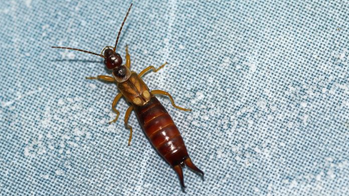 How to Control Earwigs Naturally: Tips and Tricks