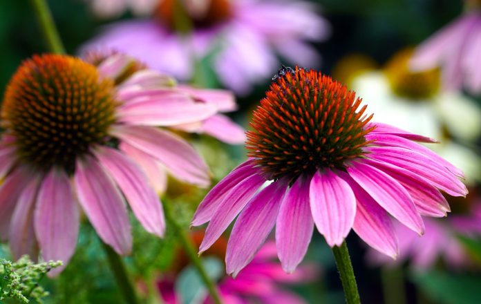 Growing Echinacea: A Fascinating Journey into the World of Medicinal Herbs