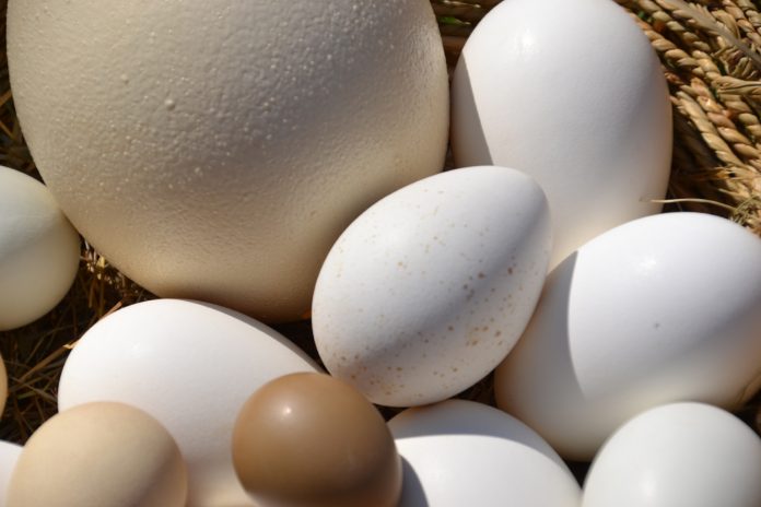Common and Uncommon Edible Eggs