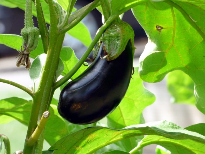 How to Grow Your Tasty Eggplant