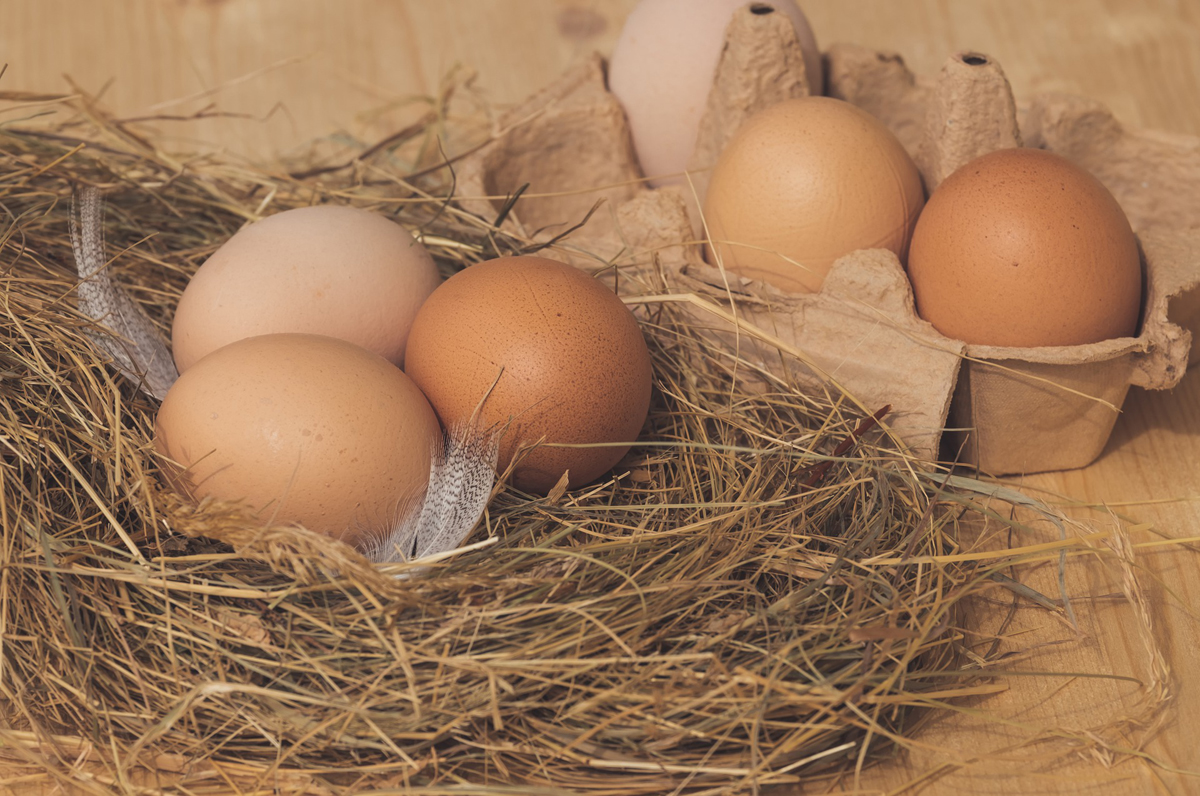 Eggs – A Great Source of Homesteading Income