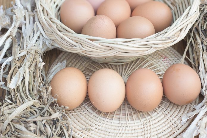 What to Feed Chickens for The Best Egg Laying Output