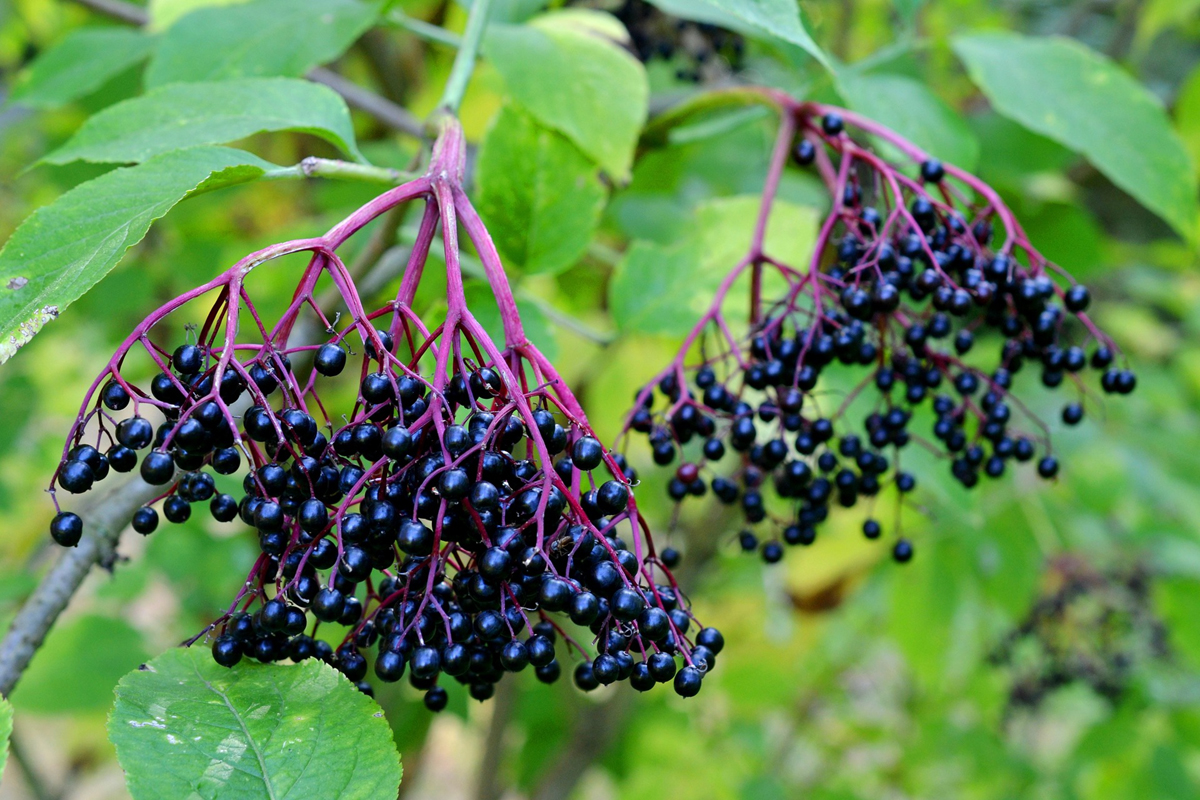 Herbal Fact Sheets: Elderberry