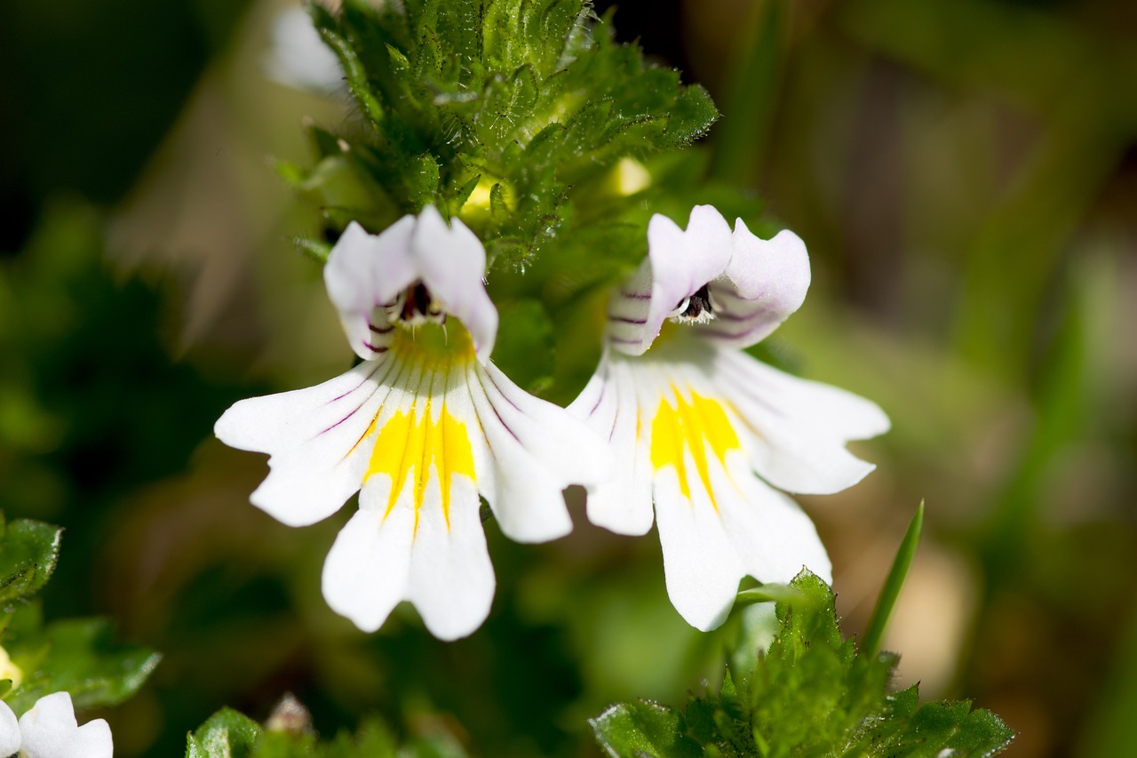 Herbs that Keeps Your Eyes Healthy