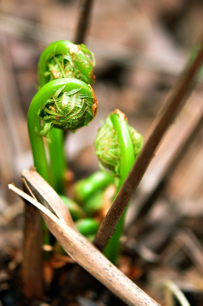 Oh Fiddleheads