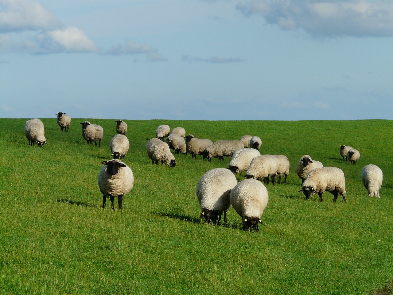 Raising Sheep – The Amount of Land and What Types of Machinery Are Needed