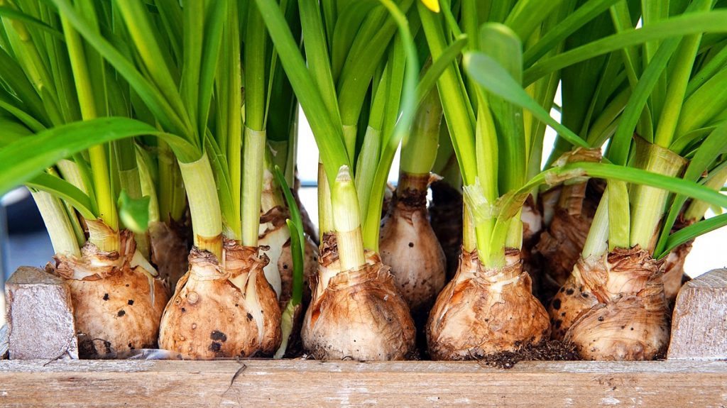The Beginner's Guide to Bulb Gardening