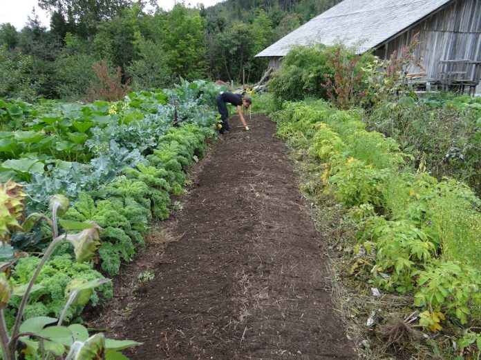 How to Build an Organic Vegetable Garden Despite Bad Soil