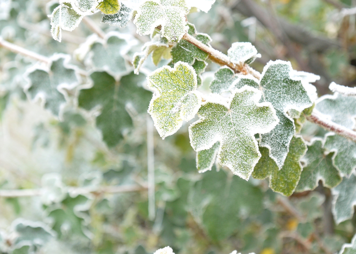 Autumn Frosts – Which Plants Are Vulnerable and How to Protect Them